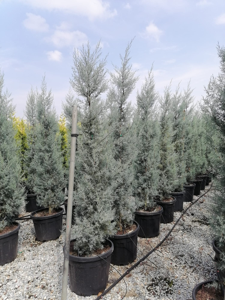 Arizona-silver cypress